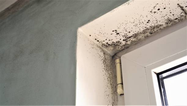 Best Biohazard Mold Removal  in Aiken, SC