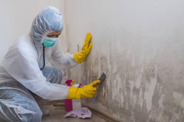 Best Mold Odor Removal Services  in Aiken, SC