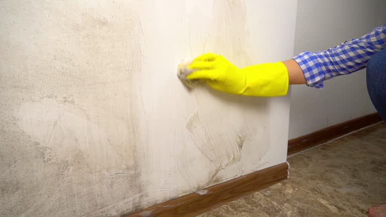 Best Mold Damage Restoration  in Aiken, SC