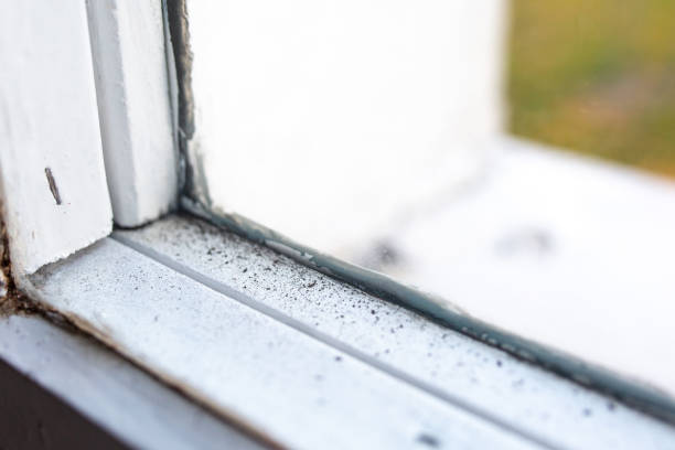 Best Basement Mold Removal  in Aiken, SC