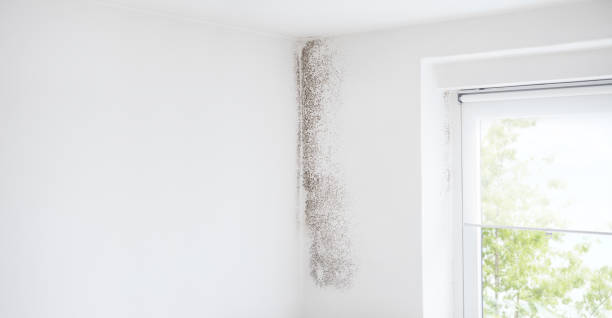 Best Emergency Mold Remediation  in Aiken, SC