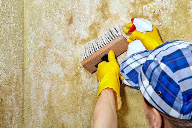 Best Black Mold Removal  in Aiken, SC