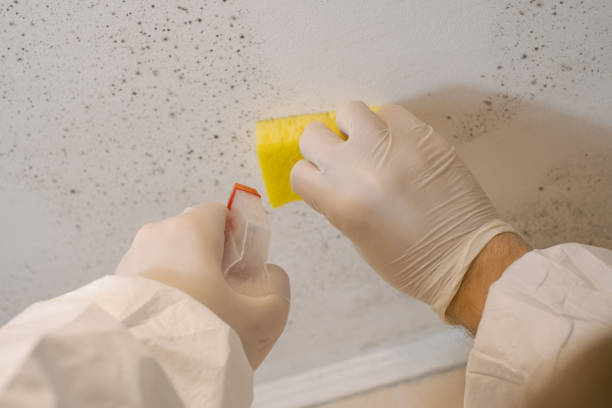 Best HVAC Mold Inspection and Cleaning  in Aiken, SC