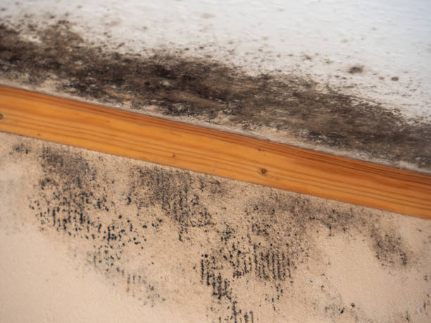 Best Post-Remediation Verification Testing  in Aiken, SC